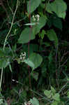 Fringed black bindweed